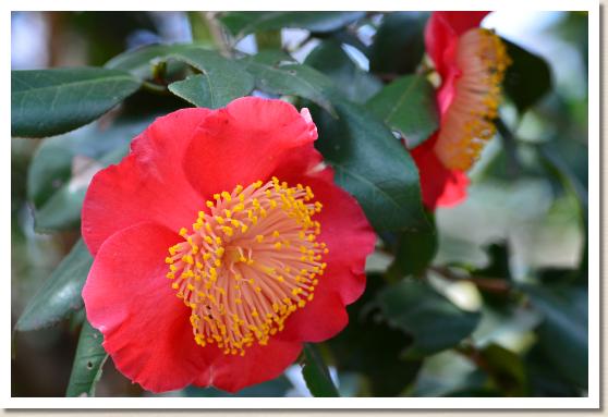 ツバキ ザ ジツゲツセイ（日月星）