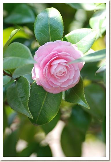 ツバキ　カントンフェン