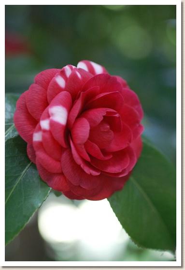 ツバキ　キクトウジ