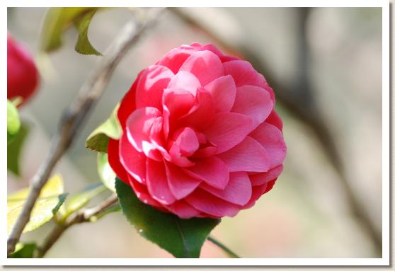 ツバキ キリンノミネ（麒麟の峯）