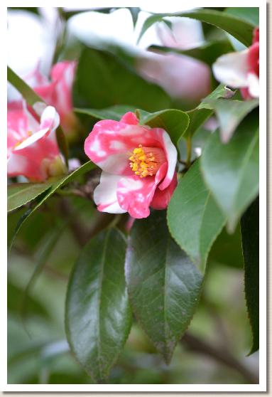 ツバキ　コチョウワビスケ（胡蝶和部助）