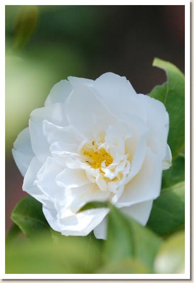 ツバキ　コジョウノツキ（古城の月）