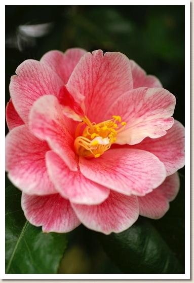 ツバキ　コモミジ