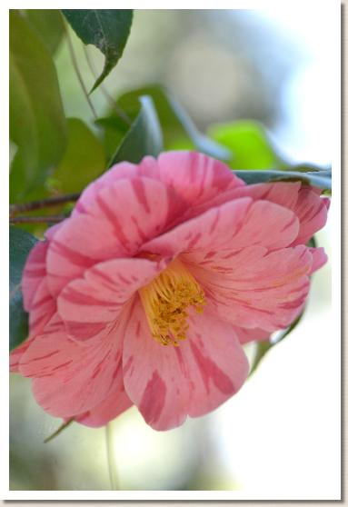 ツバキ　コトズテ（言捨て）