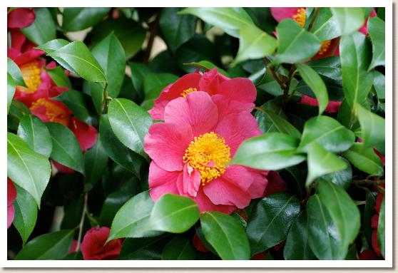 ツバキ クマサカ（熊坂）