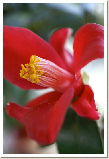 ツバキ　クロユリ（黒百合）