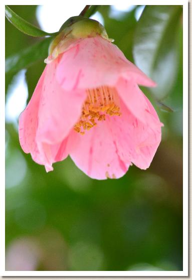 ツバキ　マイオウギ（舞扇）