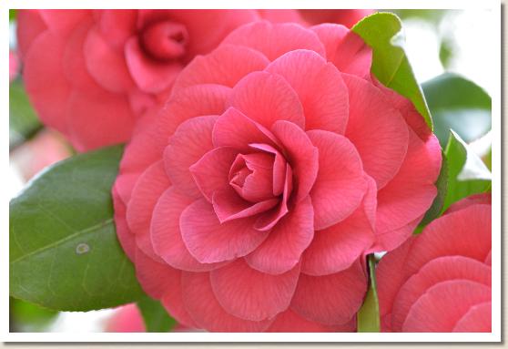 ツバキ　マソティアーナルブラ（Mathotiana Rubra）