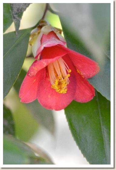 ツバキ　マチビト