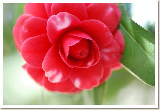 ツバキ マツカサ