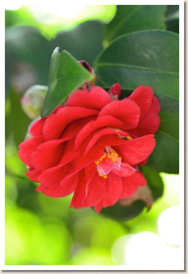 ツバキ　マツカサ