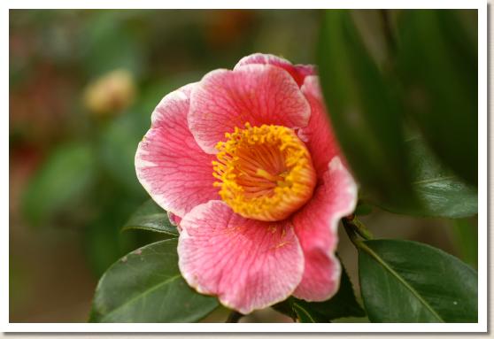 ツバキ ミカサノツキ