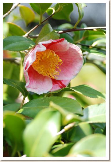 ツバキ　ミクニノホマレ（御国の誉）