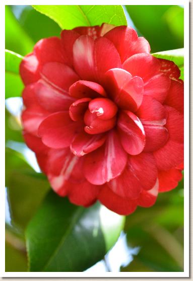 ツバキ　ムラサキツバキ