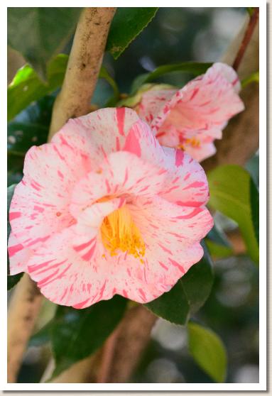 ツバキ　ムルイシボリ（無類絞）