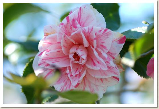 ツバキ サクラバケンジ（桜葉源氏）