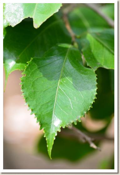 ツバキ　サクラバゲンジ