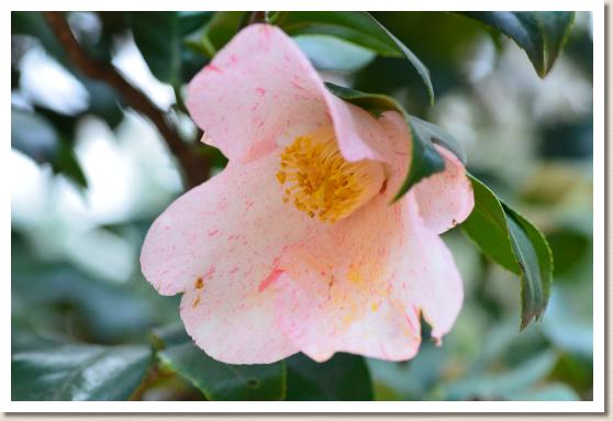 ツバキ セツゲッカ（雪月花）