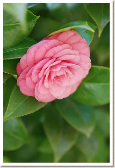 ツバキ　シェポシュシー（十八学士）