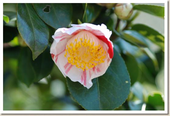 ツバキ ショッコウニシキ（蜀光錦）