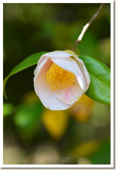 ツバキ　シュンコウジ（春光寺）