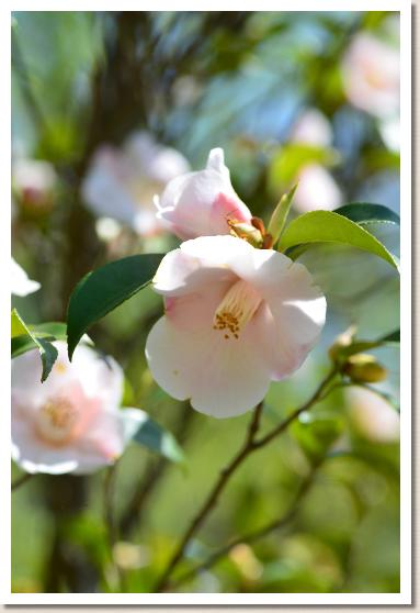 ツバキ　シュンプウ（春風）