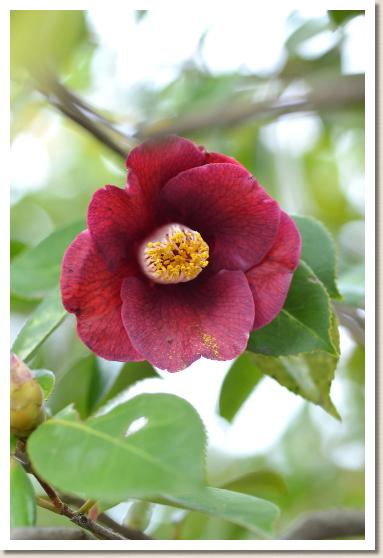 ツバキ　シコンツバキ（紫紺椿）