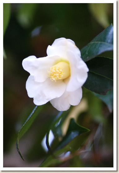 ツバキ　 シロワビスケ