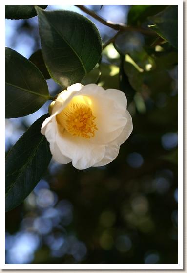 ツバキ　シロヤブツバキ