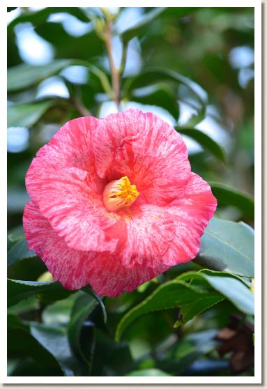 ツバキ　ソウシアライ