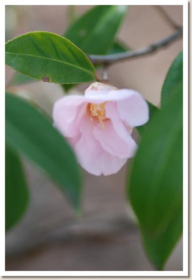 ツバキ　スキヤ（数寄屋）