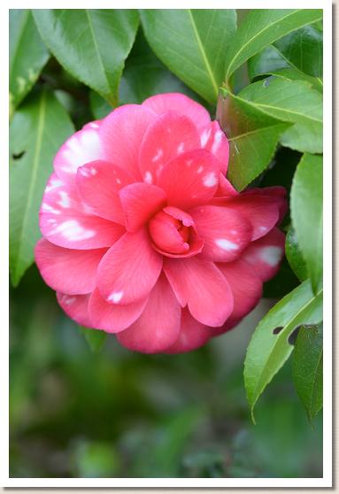 ツバキ　スミダガワ