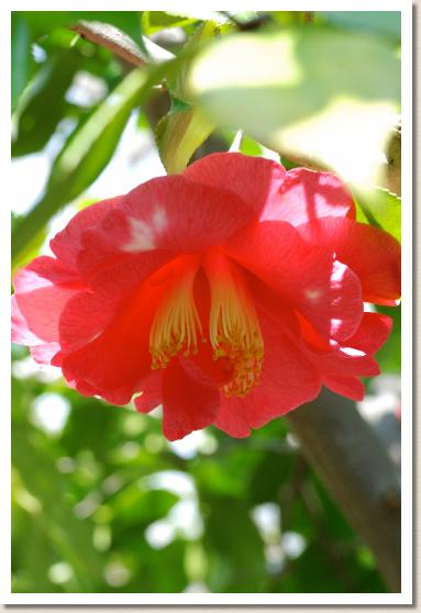 ツバキ　タイヨウニシキ（太陽錦）