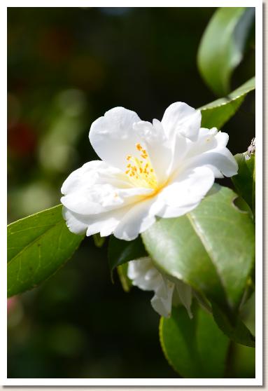 ツバキ　タカネノユキ