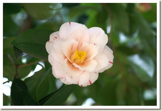 ツバキ　タカラアワセ