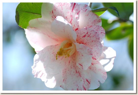 ツバキ　タカラアワセ