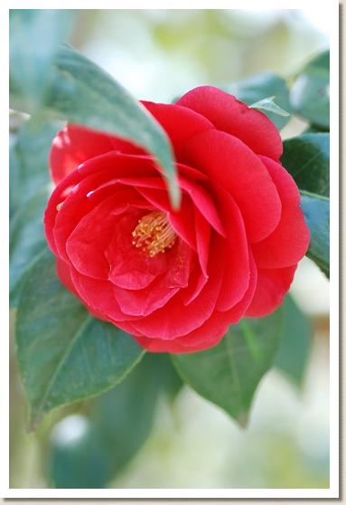 ツバキ　タマヒメ