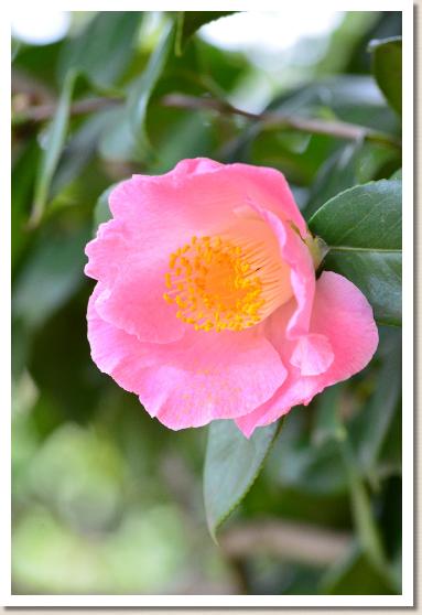 ツバキ　タマイカリ