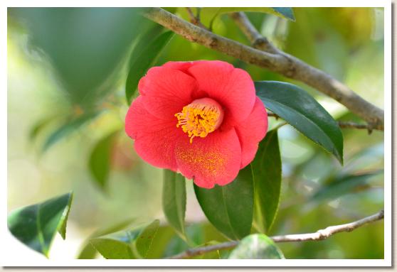 ツバキ タニカゼ