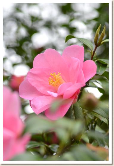 ツバキ　テイエンテイホス