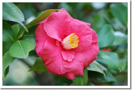 ツバキ ザ ツアー（The Czar）