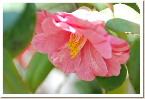 ツバキ トリノコ（鶏の子）