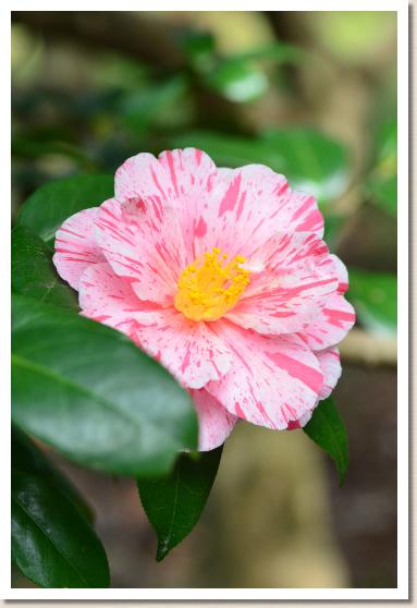 ツバキ　ワカノウラ（和歌の浦）