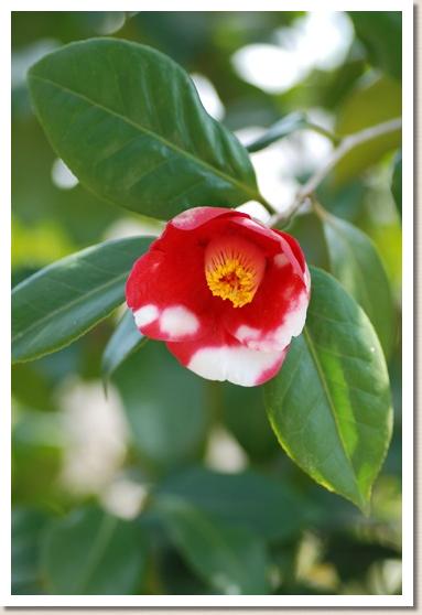 ツバキ　ユクハシタマノウラ