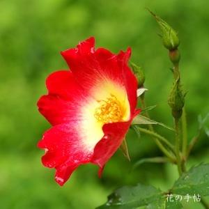 リンコレリオカトレヤ