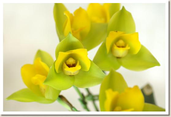 リカステ クルエンタ 'スイート フレグランス'