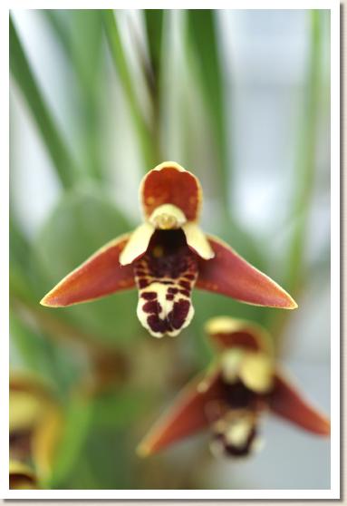 マキシラリア クルティペス