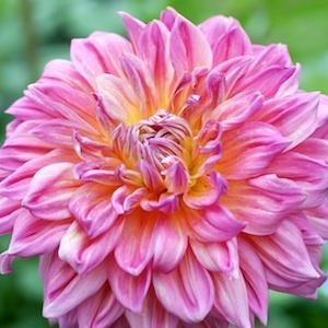 ダリア　｜花の手帖のダリア図鑑