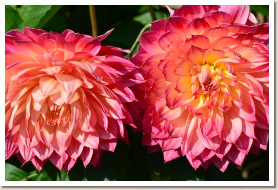 ダリア　ボサノバ（Bossa Nova）