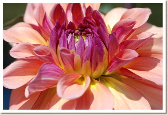 ダリア　ボウキョウ（望郷）